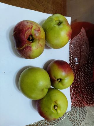 초보농부님의 복숭아 · 병해충상담 작성글 사진