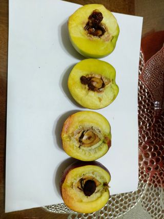 초보농부님의 복숭아 · 병해충상담 작성글 사진