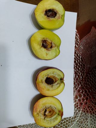 초보농부님의 복숭아 · 병해충상담 작성글 사진