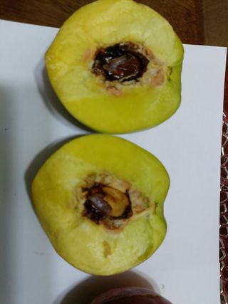 초보농부님의 복숭아 · 병해충상담 작성글 사진