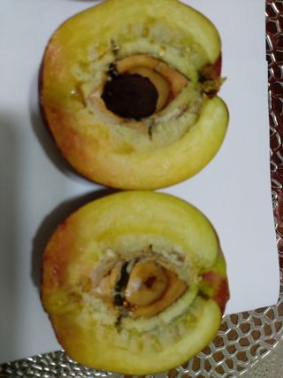 초보농부님의 복숭아 · 병해충상담 작성글 사진