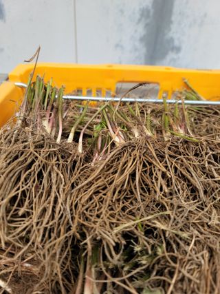 병풍취산채농원님의 작성글 사진