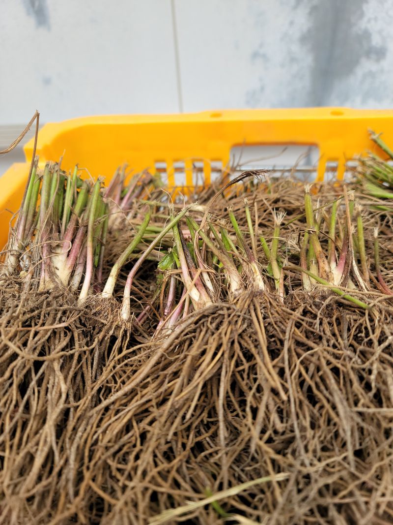 병풍취산채농원님의 장터 판매 상품 [양구곰취 종근] 첨부 사진