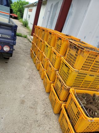 병풍취산채농원님의 작성글 사진