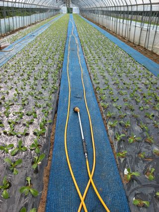 농민님의 상추 · 자유게시판 작성글 사진