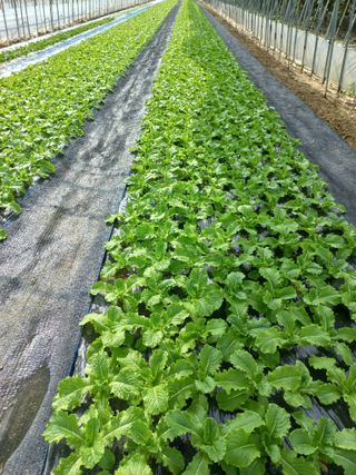 농민님의 상추 · 자유게시판 작성글 사진