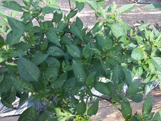 손형수님의 고추 · 병해충상담 작성글 사진