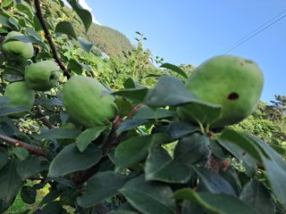 조명희님의 복숭아 · 병해충상담 작성글 사진