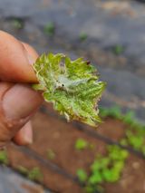 팜모닝 포도·병해충상담 게시글 이미지