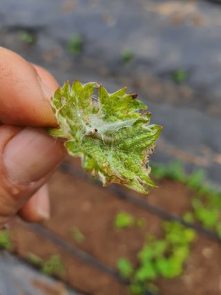 김경연님의 포도 · 병해충상담 작성글 사진