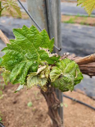 김경연님의 포도 · 병해충상담 작성글 사진