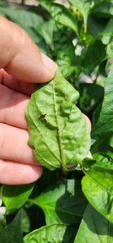 팜모닝 고추·병해충상담 게시글 이미지