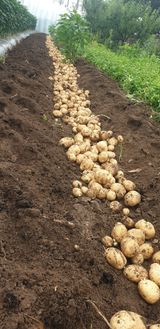 팜모닝 감자·영농일지 게시글 이미지