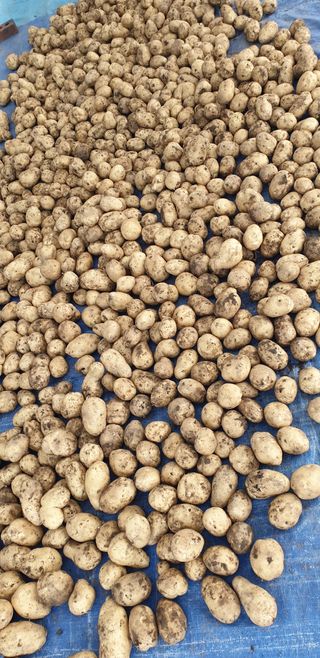 전명우님의 감자 · 영농일지 작성글 사진