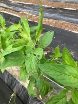 팜모닝 참깨·병해충상담 게시글 이미지