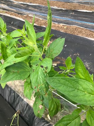 이영호님의 참깨 · 병해충상담 작성글 사진