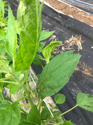 이영호님의 참깨 · 병해충상담 작성글 사진