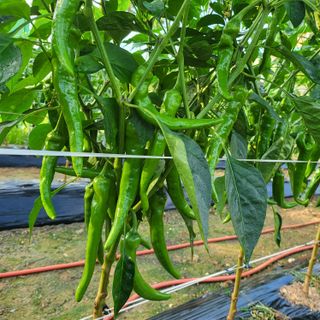 김기택님의 고추 · 지주설치•유인•성장 작성글 사진