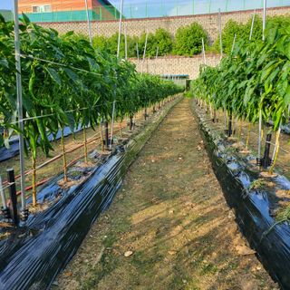 김기택님의 고추 · 지주설치•유인•성장 작성글 사진