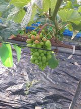 팜모닝 포도·병해충상담 게시글 이미지