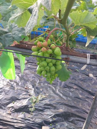 이옥신님의 포도 · 병해충상담 작성글 사진