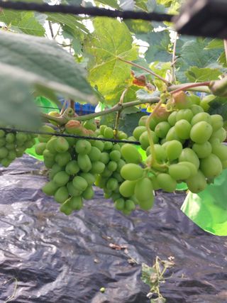 이옥신님의 포도 · 병해충상담 작성글 사진