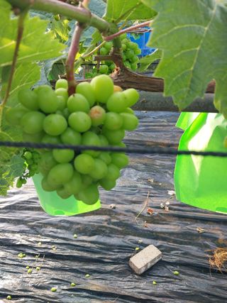 이옥신님의 포도 · 병해충상담 작성글 사진