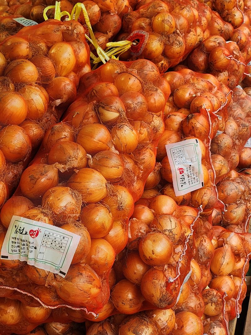 나영호님의 장터 판매 상품 [코끼리마늘1키로9000원종자용판매5키로이상택배비무료] 첨부 사진