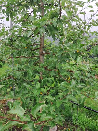 아침엔사과농원님의 사과 · 일상 작성글 사진