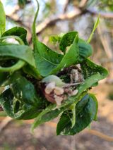 팜모닝 기타작물·병해충상담 게시글 이미지