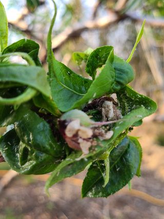 핵손팜님의 기타작물 · 병해충상담 작성글 사진