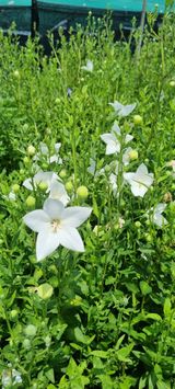 팜모닝 자유주제·자유게시판 게시글 이미지