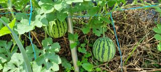 초월농원님의 자유주제 · 자유게시판 작성글 사진