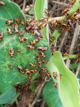 팜모닝 장마 대비 어떻게 하셨나요?·참여 게시글 이미지