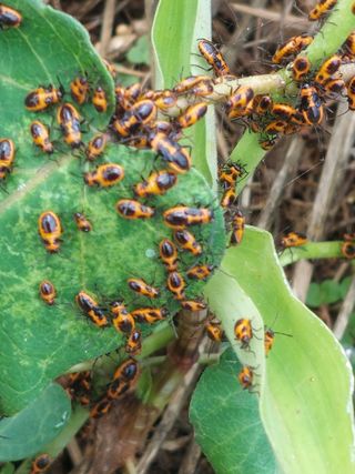 신안백수님의 장마 대비 어떻게 하셨나요? · 참여 작성글 사진