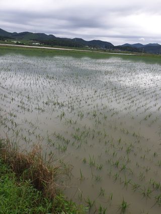 수박1번지님의 장마 대비 어떻게 하셨나요? · 참여 작성글 사진