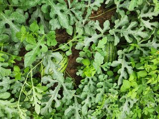 최군환님의 기타작물 · 자유게시판 작성글 사진