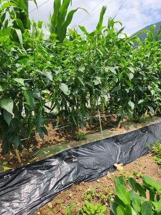 최군환님의 기타작물 · 자유게시판 작성글 사진