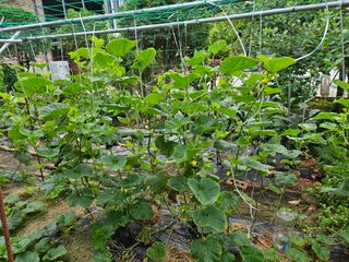 서상진님의 콩 · 영농일지 작성글 사진