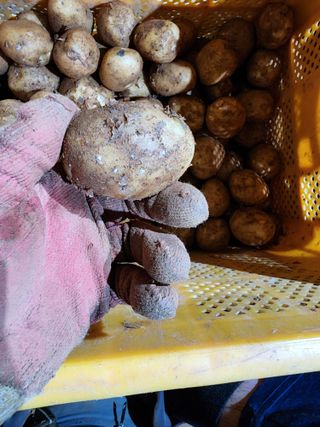 박효식님의 감자 · 병해충상담 작성글 사진