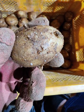 박효식님의 감자 · 병해충상담 작성글 사진