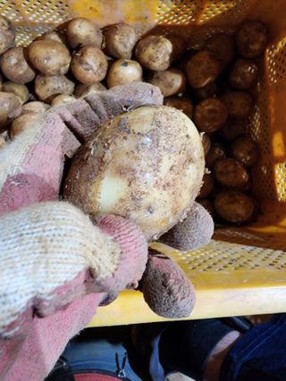 박효식님의 감자 · 병해충상담 작성글 사진