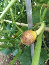 팜모닝 호박·병해충상담 게시글 이미지