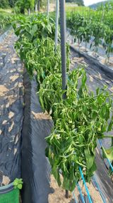 팜모닝 고추·병해충상담 게시글 이미지