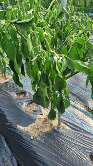 정금기님의 고추 · 병해충상담 작성글 사진