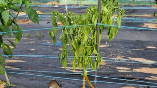 정금기님의 고추 · 병해충상담 작성글 사진