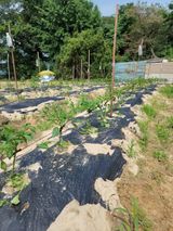 팜모닝 양배추·영농일지 게시글 이미지