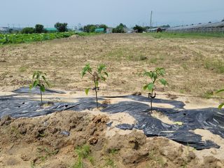 박영만님의 양배추 · 영농일지 작성글 사진