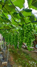 팜모닝 포도·자유게시판 게시글 이미지