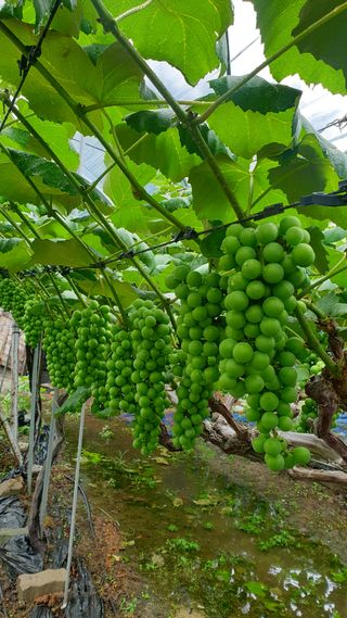 소백산단산포도이종석님의 포도 · 자유게시판 작성글 사진